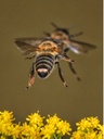 Abejas melíferas